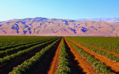 BIOESTIMULANTES EN NUTRICIÓN, FISIOLOGÍA Y ESTRÉS VEGETAL.