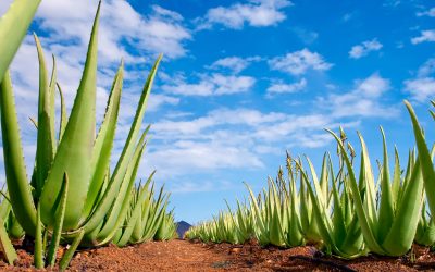 El cultivo del Aloe Vera en Canarias