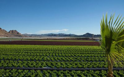 FORMAS QUÍMICAS DE ABSORCIÓN DEL NITRÓGENO