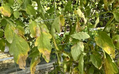 HONGOS EN EL TOMATE, CÓMO COMBATIR EL MILDIU