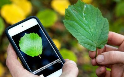 APLICACIONES MÓVILES QUE TE DICEN TODO SOBRE UNA PLANTA CON SÓLO UNA FOTO