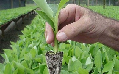 RENTABILIDAD, UNA BARRERA CLAVE PARA LA INVERSIÓN EN EL SECTOR HORTÍCOLA