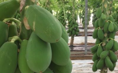 EL PRIMER MODELO DEL MUNDO PARA PRODUCIR PAPAYA BAJO INVERNADERO