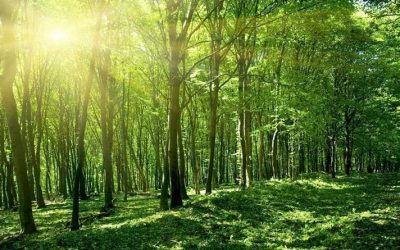 PLANTÓ UN ÁRBOL CADA DÍA EN EL MISMO LUGAR DURANTE 37 AÑOS, EL RESULTADO SORPRENDIÓ AL MUNDO