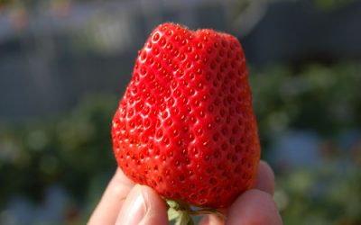 LAS REDES SOCIALES, ALIADAS DEL SECTOR AGROALIMENTARIO