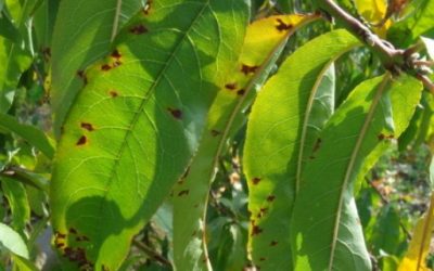 PLAGAS Y ENFERMEDADES DE LOS FRUTALES DE HUESO