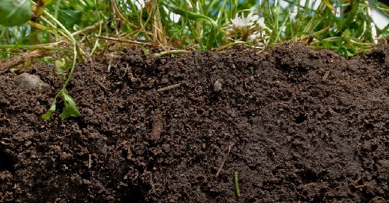 Relacion Ideal C N Carbono Nitrogeno En El Suelo Agroingenia Canarias