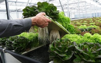 VENTAJAS E INCONVENIENTES DE LA PRODUCCIÓN SIN SUELO