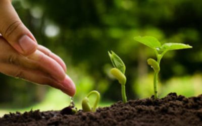 FERTILIZACIÓN ORGÁNICA: FUENTES DE FERTILIZACIÓN