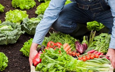 LA AGRICULTURA ECOLÓGICA. UNA FORMA DE PRODUCIR QUE SE CONSOLIDA