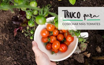 EL HUERTO EN CASA: (I) TRUCO PARA COSECHAR TOMATES