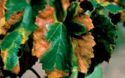 INFORMACIÓN ÚTIL Y COMUNICADO: XYLELLA FASTIDIOSA
