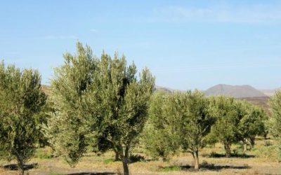 Ingeniería: Proyecto de implantación de olivos y diseño y ejecución de cuarto de aperos y vallado perimetral, en Tuineje (Fuerteventura).