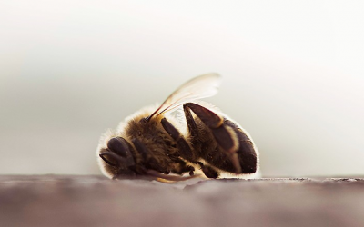 EL DECLIVE DE LOS INSECTOS EN EL MUNDO