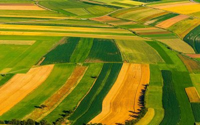 RENDIMIENTO POR HECTÁREA DE LOS PRINCIPALES CULTIVOS HORTÍCOLAS
