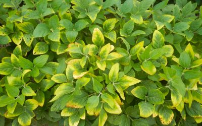 GUÍA RÁPIDA DE FALTA DE NUTRIENTES EN LAS PLANTAS
