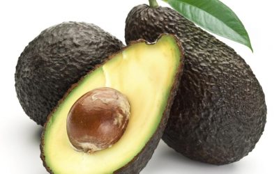 VARIEDADES DE AGUACATE EN EL MUNDO