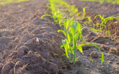 LAMILLA, EL ALGA DE CHILE CON ALTO POTENCIAL COMO BIOFERTILIZANTE