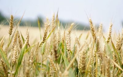 AGRICULTURA, TENDENCIA DE INVERSIONES EN EL MUNDO
