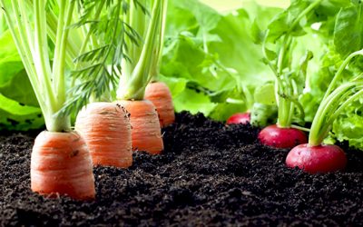 SUELOS SANOS, ALIMENTOS SANOS