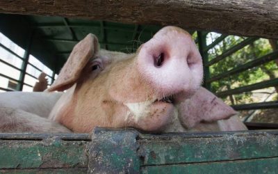 «STRANGER PIGS»