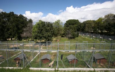 Proyecto de residencia canina y centro hípico en Canarias