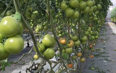 Coagrisan recibe un galardón por su gestión en los envases de fitosanitarios