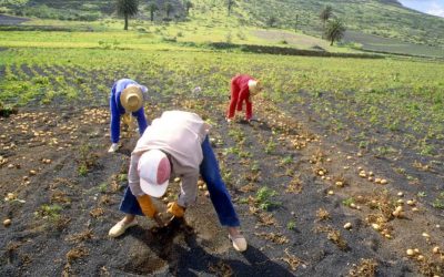 AYUDAS PARA LOS PRODUCTORES DE PAPA DE MESA EN CANARIAS