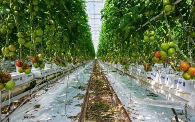 Un invernadero de Tomate tan grande como 24 campos de fútbol juntos