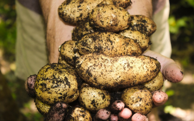 Producción integrada. Asesoramiento de cultivos agrícolas en Canarias