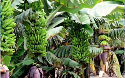 Asesoramiento agrícola y trámite de subvenciones