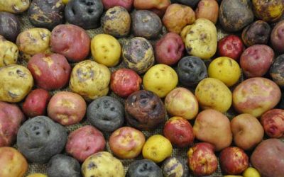 Papa bonita. Muestra gastronómica en Canarias