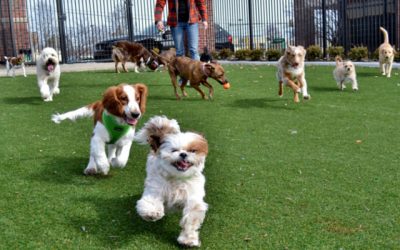 Ingeniería de proyectos de residencia canina y cómo conseguir clientes
