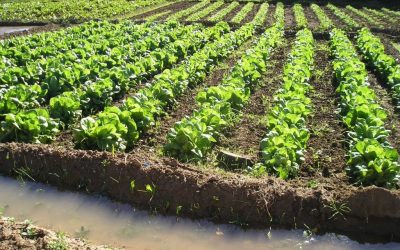 Agricultura ecológica como modelo en la prevención de enfermedades