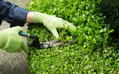 Mantenimiento de zonas verdes