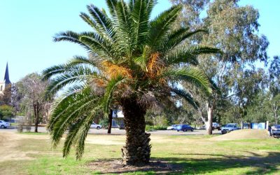 Cómo trasplantar una palmera