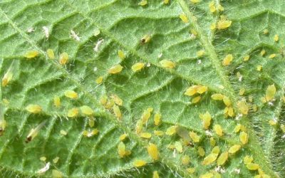 Plagas y enfermedades agrícolas más comunes en el mundo agrícola