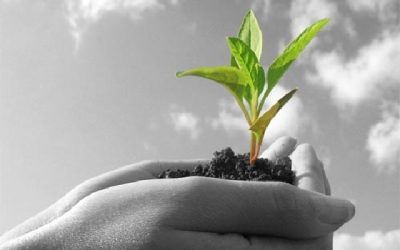 Agricultura sostenible en las Islas Canarias