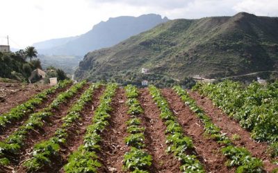 El Cabildo de Gran Canarias inicia plan de subvenciones para tierras abandonadas