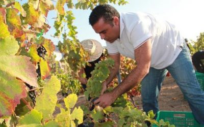 Las condiciones meteorológicas del sur de Tenerife impactan la producción de uvas de calidad para este año