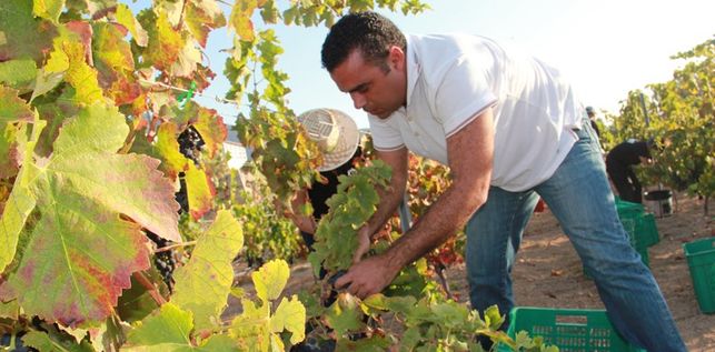 Cosecha de uva de calidad en Tenerife baja produccion
