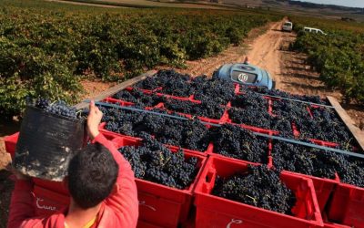 La cosecha de uva de este año en Lanzarote ha sido la más prominente de su historia
