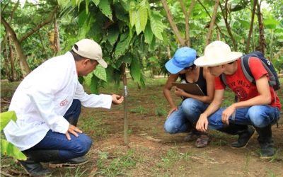 Servicios de Ingeniería agrónoma
