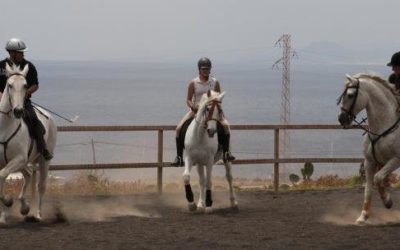 Proyecto técnico de cultivo de olivo y desarrollo de modelo de negocio: residencia canina e hípica en Canarias