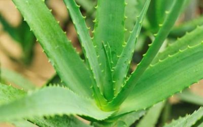 El Gobierno de Canarias convoca a los productores de aloe vera y olivo para recibir ayuda por superficie