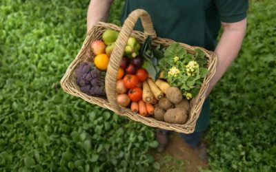 Control, certificación y fomento de la agricultura ecológica en Canarias