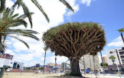 Informes agronómicos para trasplantes de especies protegidas