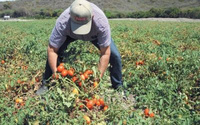 En Canarias la zafra de tomate requiere urgentemente de mayor cantidad de mano de obra