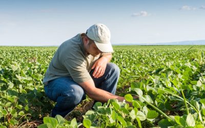 El Ingeniero Agrónomo en Canarias