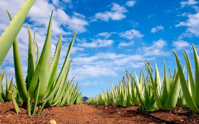 El Olivo y el Aloe Vera en las ayudas del POSEI